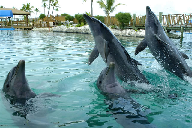 Nassau, Blue Lagoon Island - Dolphin Encounters, Bahamas