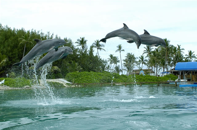 Nassau, Blue Lagoon Island - Dolphin Encounters, Bahamas