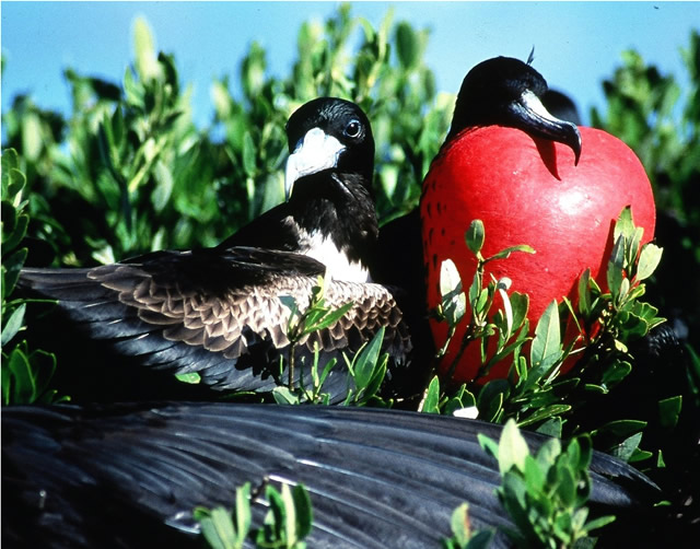 Barbuda - Fregattvögel im Naturschutzreservat - Frigate Birds, Antigua & Barbuda