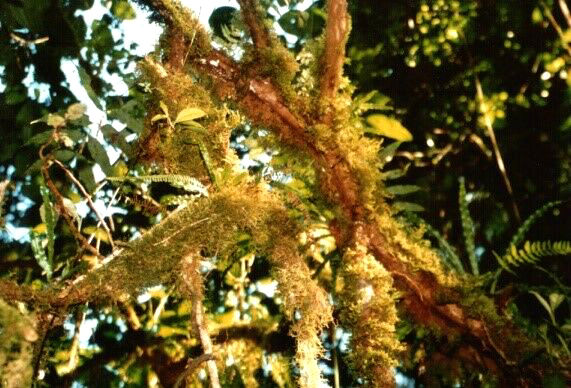 St. Elena Äste, Costa Rica