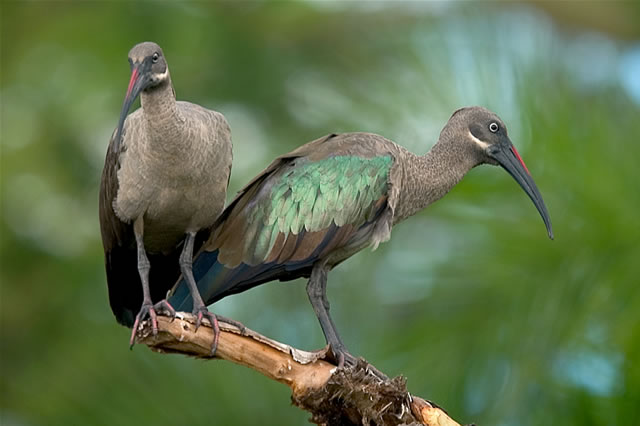 Eizigartige Vögel Liwonde-Nationalpark