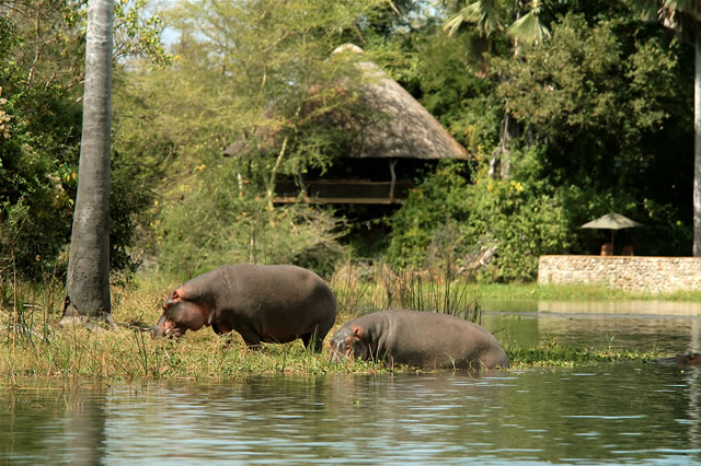 Mvuu Wilderness Lodge im Liwonde-Nationalpark