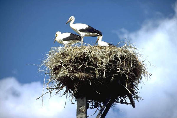 Storchennest, Polen