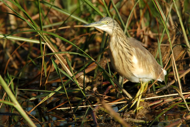 Wasservogel auf Beutezug