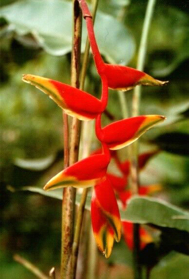 Bosque-Blüte, Costa Rica