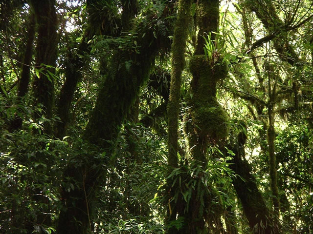 Mulanje - Bergwald