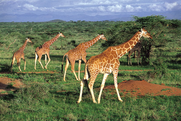 Impressionen aus Kenia