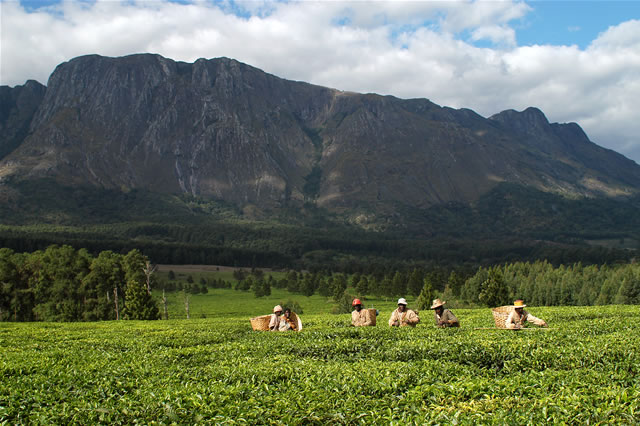 Teepflücker vor dem Mulanje