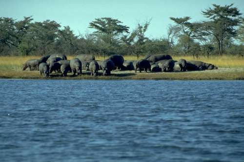 Flusspferde - Caprivi, Namibia