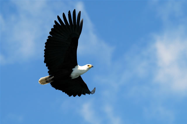 Grievögel im Liwonde-Nationalpark