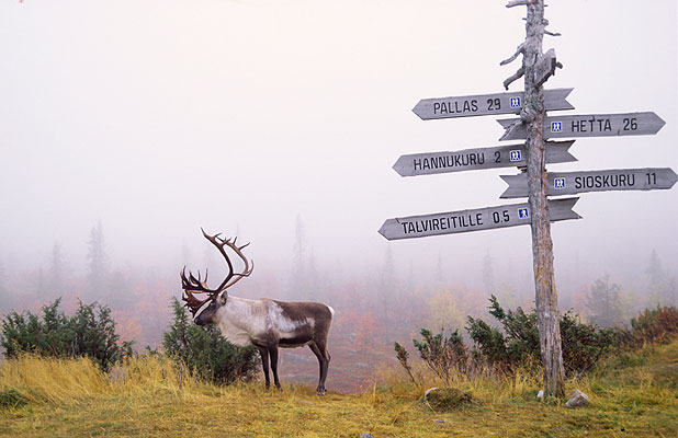 Lapland Ounastunturi, Finnland