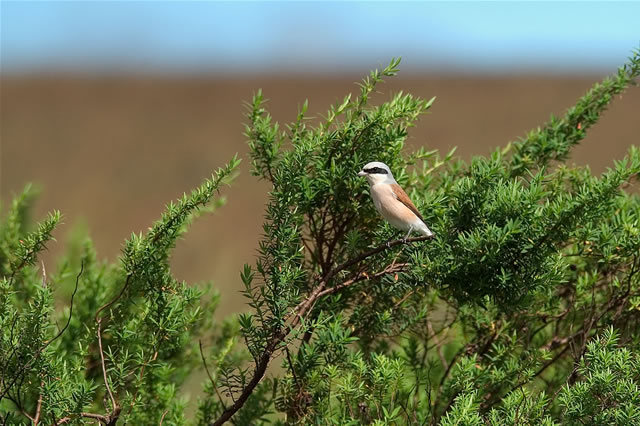 Singvogel in einem Strauch