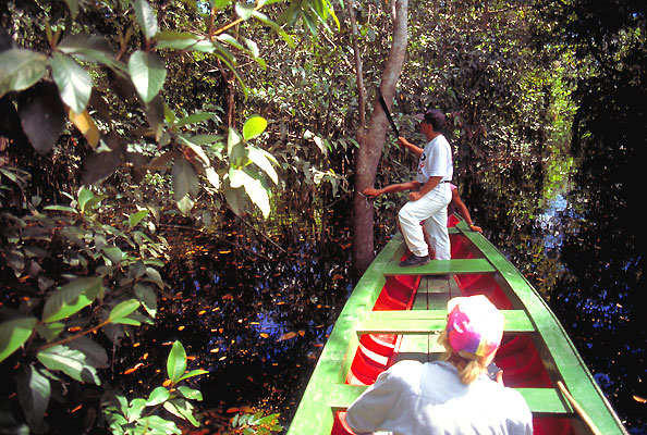 Amazon Forest North, Brasilien