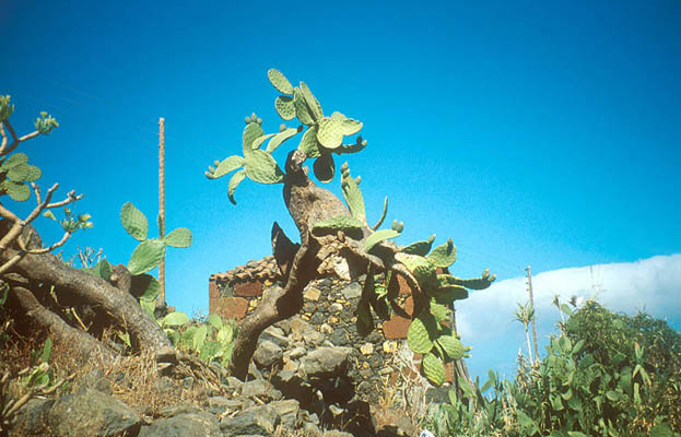 Tablado, La Palma, Kanarische Inseln