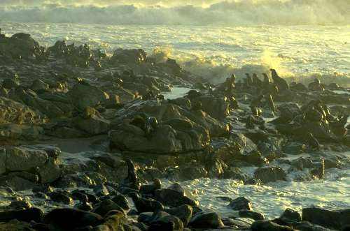 Pelzrobben am Cape Cross - Skelettküste, Namibia