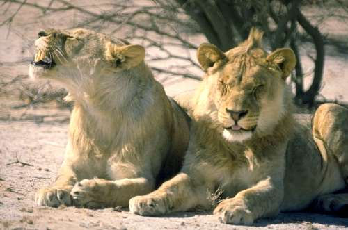 Löwen - Etoscha-Nationalpark, Namibia