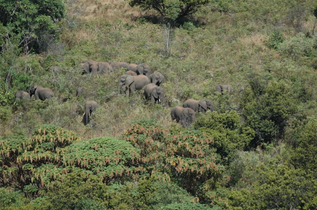 Elefanten im dichten Busch