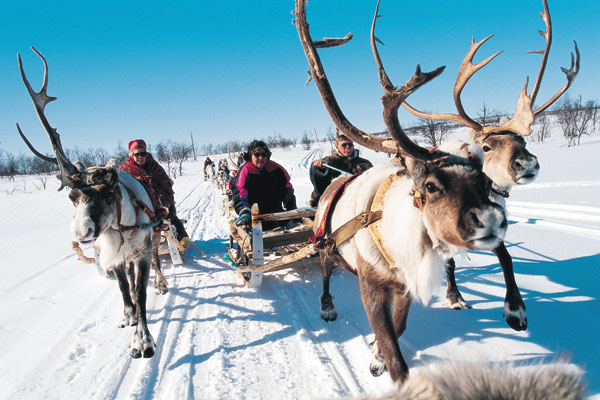 finnmarksvidda mountain plateau reindeer reindeer safari sami people, Norwegen