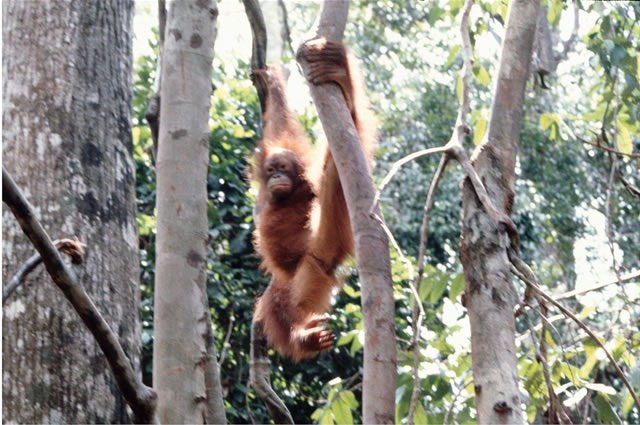 Orang-Utan, Malaysia