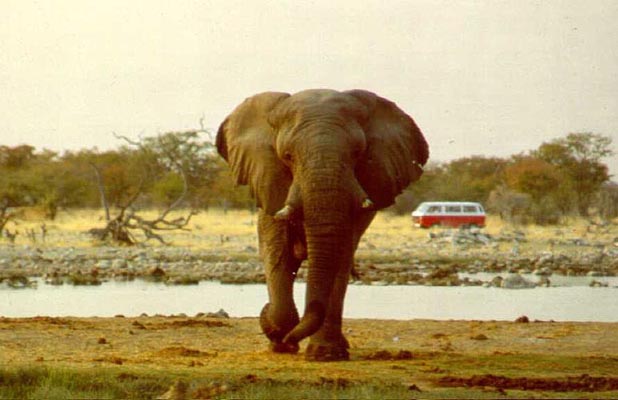 Etosha, Namibia