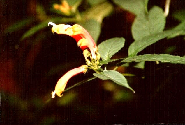 St. Elena Blüte, Costa Rica