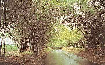 Bamboo Avenue, Jamaika