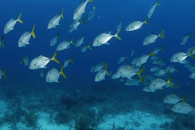 Nassau - Stuart Cove\'s Dive, Bahamas