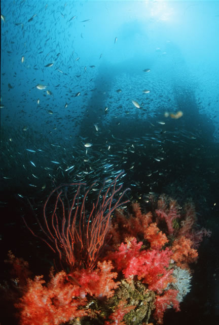 Korallenriff - Kapas Island Terengganu, Malaysia