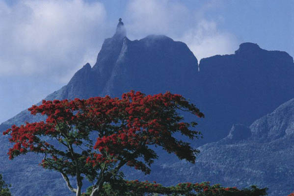 Pieter Both mit Flamboyants, Mauritius