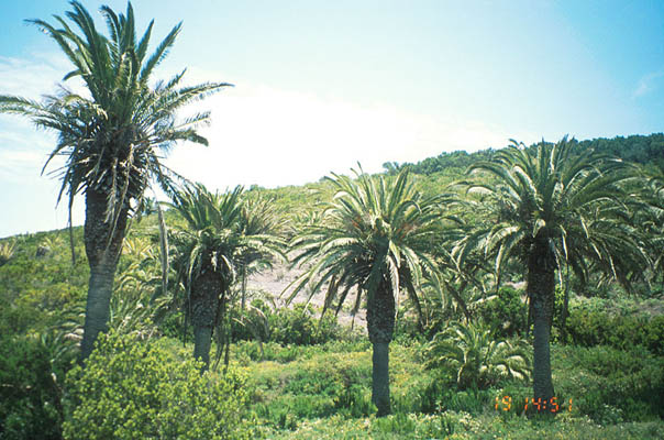 Vegetation, La Gomera, Kanarische Inseln