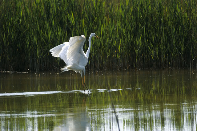 Burgenland - Silberreiher im Nationalpark Neusiedler See [Rischer], Österreich