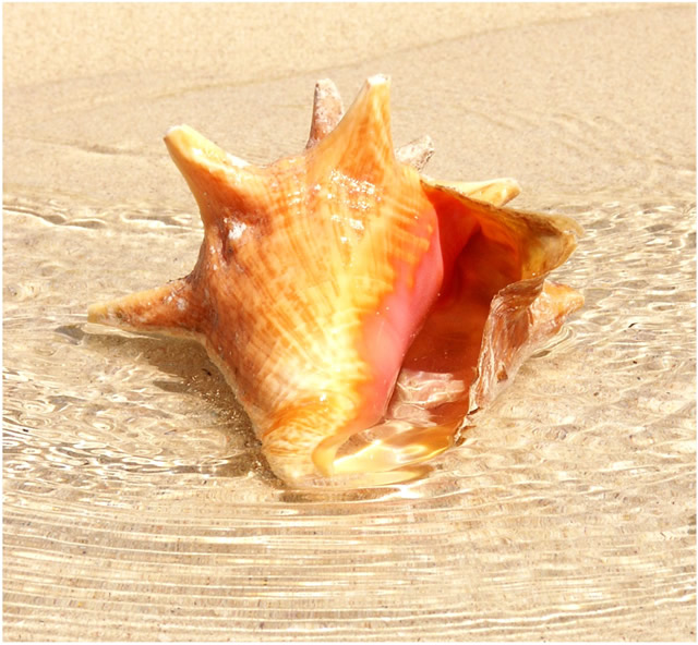 Muschelschale - Conch, Antigua & Barbuda