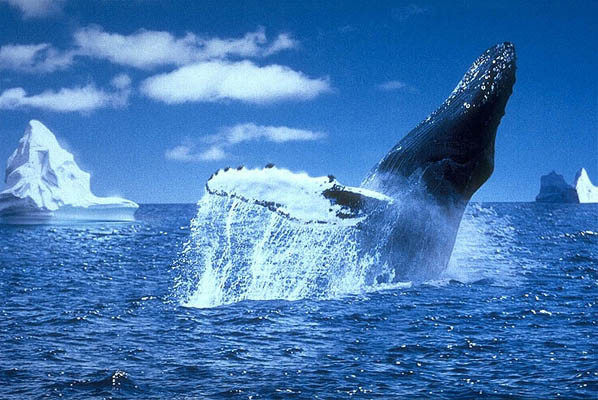Walbeobachtung eines Buckelwals, Kanada