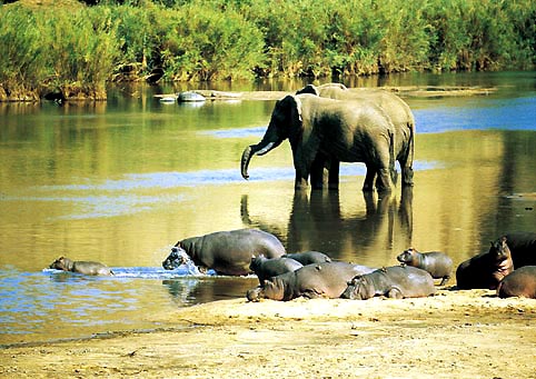 Elephant & Hippopotamus, Südafrika