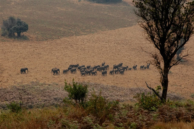 Elefanten auf dem Nyika-Plateau