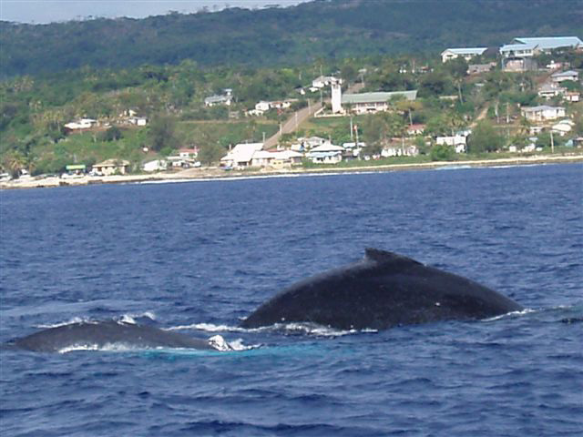 Wale vor der Küste der Insel \'Eua - whales offshore the island \'Eua, Tonga