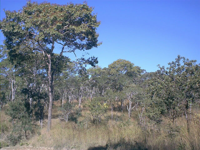 Dzalanyama Forest Reserve