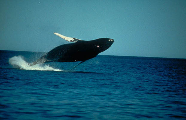 Walbeobachtung in der Bay of Fundy, Kanada