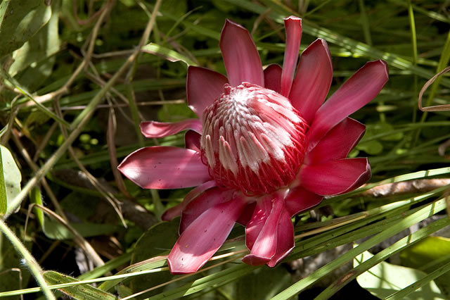 Wunderschöne weiß-rote Blüte auf dem Nyika-Plateau