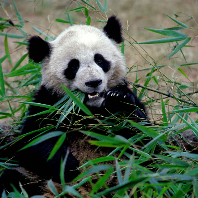 Großer Panda, China