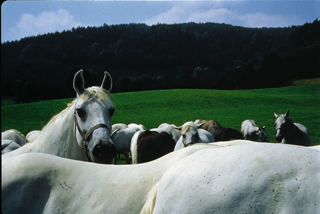 Steiermark - Lipizzaner-Hengste in Piber [Wiesenhofer], Österreich