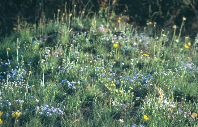 Reich blühendes Grasland