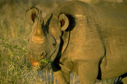 Spitzmaulnashorn - Etoscha-Nationalpark, Namibia