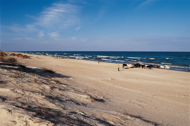 Bauern mit ihrem Vieh am Strand