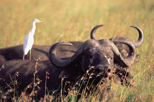 Impressionen aus Kenia