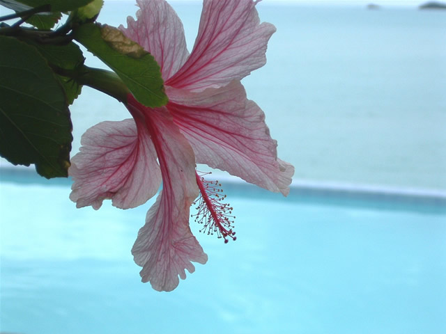 Hibiskusblüte - Hibicus, Antigua & Barbuda