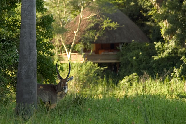 Antilope vor der Mvuu Wilderness Lodge