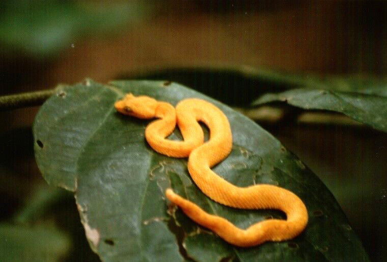 gelbe Lanzenotter, Costa Rica