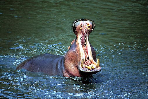 Hippopotamus, Südafrika