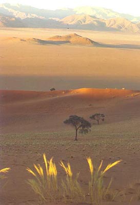Namib-Wüste, Namibia